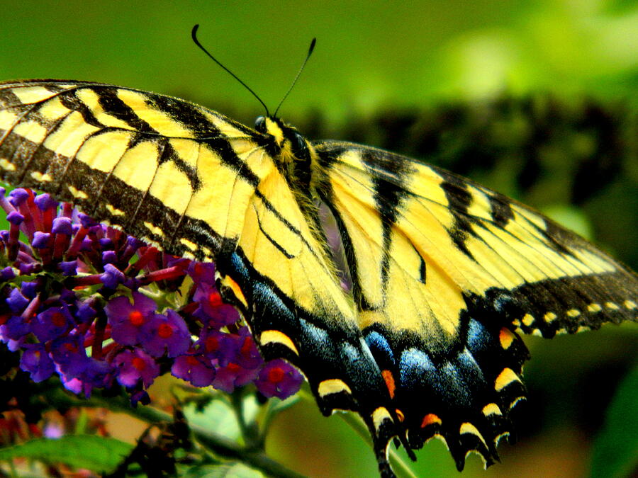 Butterfly - Papilio multicaudata Photograph by Arlane Crump - Pixels