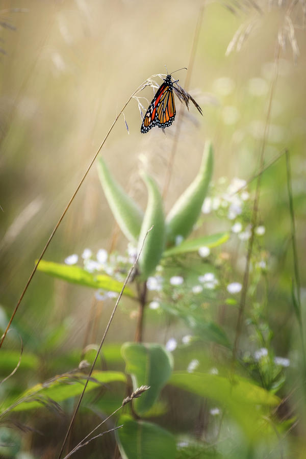 Butterfly Paradise Photograph by Bill Wakeley