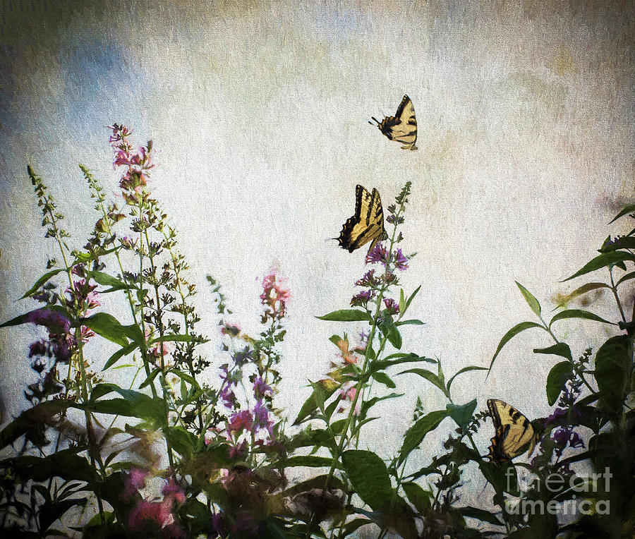 Butterfly Paradise Photograph by Judy Wolinsky