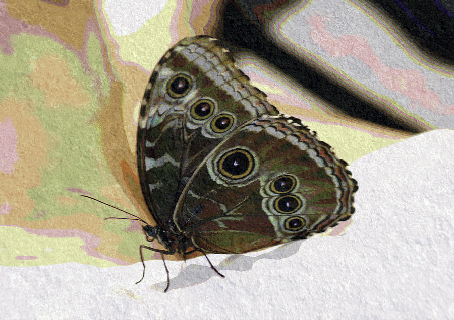 Butterfly Pastel  Digital Art by Don Wright