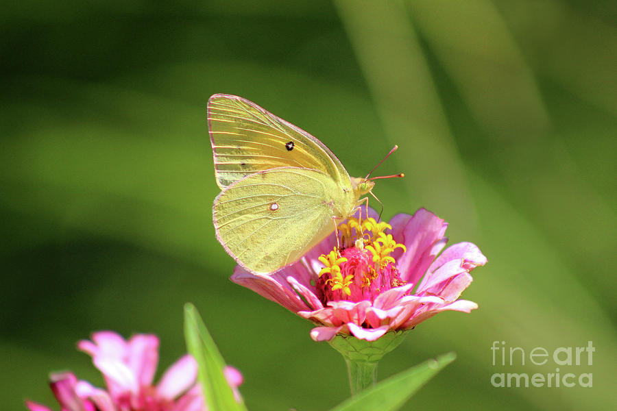 Butterfly Pastels Photograph by Karen Adams