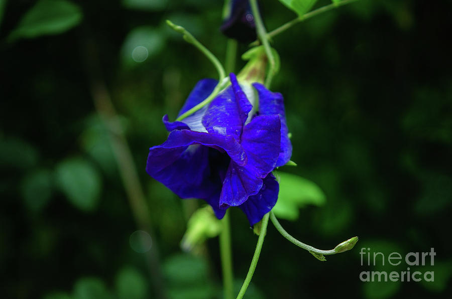Butterfly Pea Photograph by Michelle Meenawong