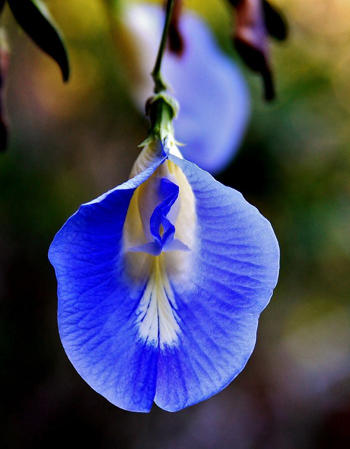 Butterfly Pea Photograph