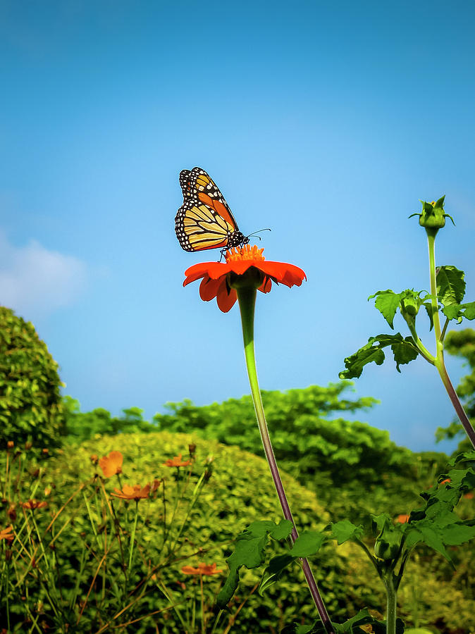 Butterfly Perch Photograph by Daniel Murphy