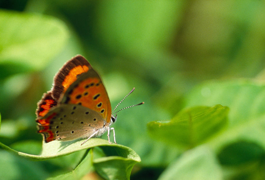 Butterfly Photograph - Butterfly Perching On A Leaf by Panoramic Images