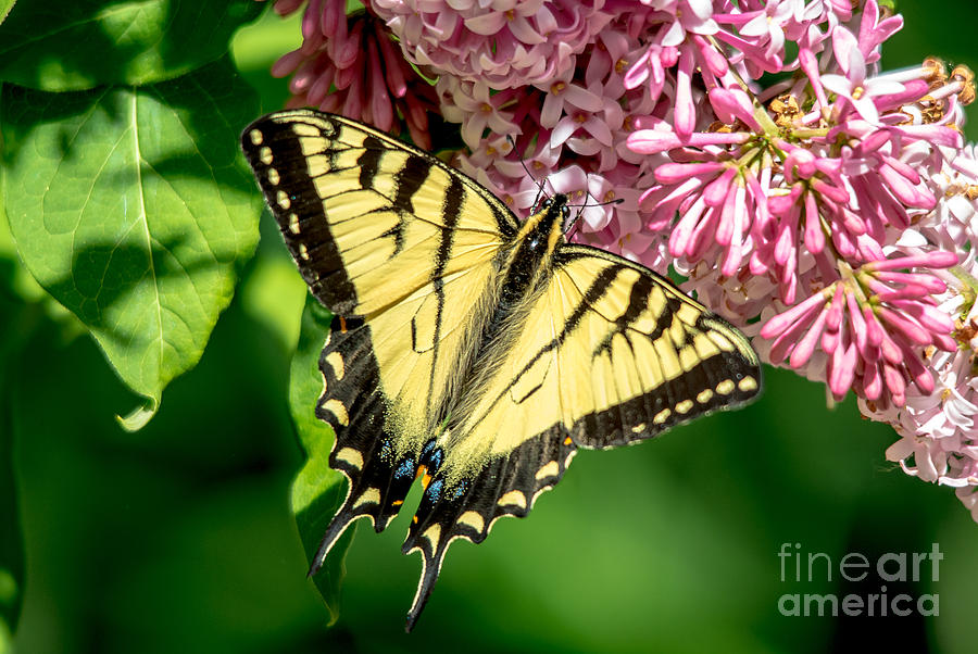 Butterfly Perfection Photograph by Cheryl Baxter
