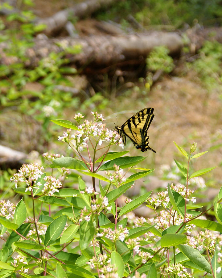 Butterfly Photo #1 Crop 2 Photograph by Ben Upham III