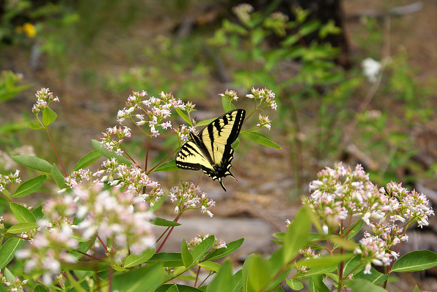 Butterfly Photo #3 Photograph by Ben Upham III