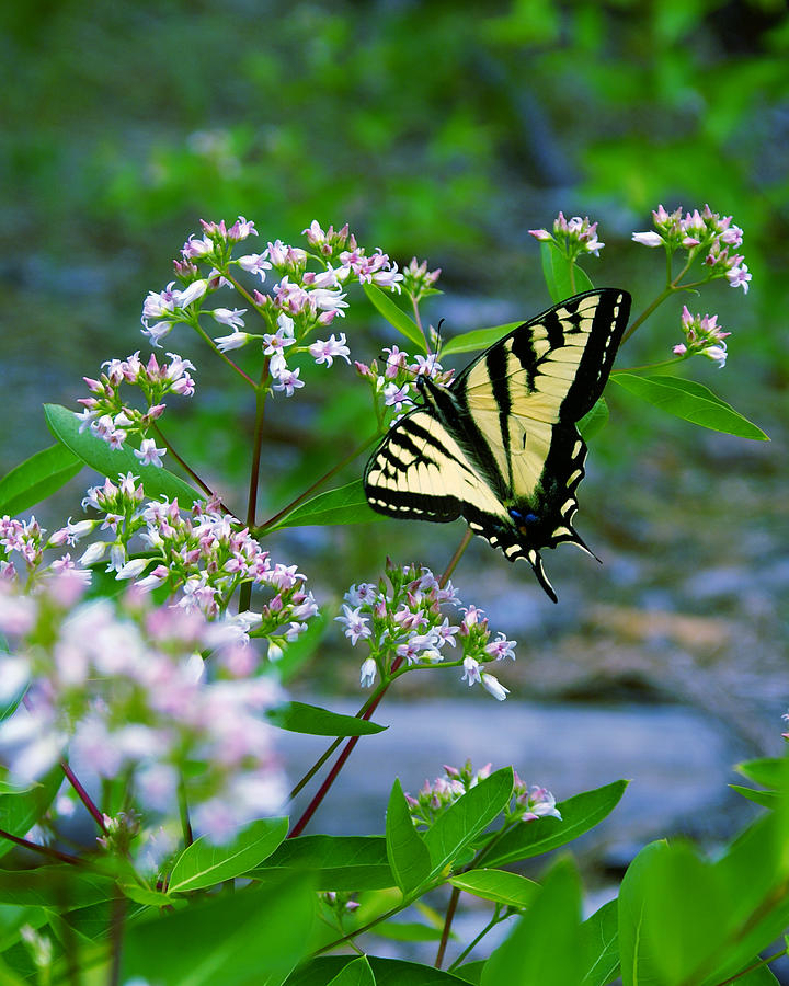 Butterfly Photo #3 Crop 2 Enhanced Colors Photograph by Ben Upham III