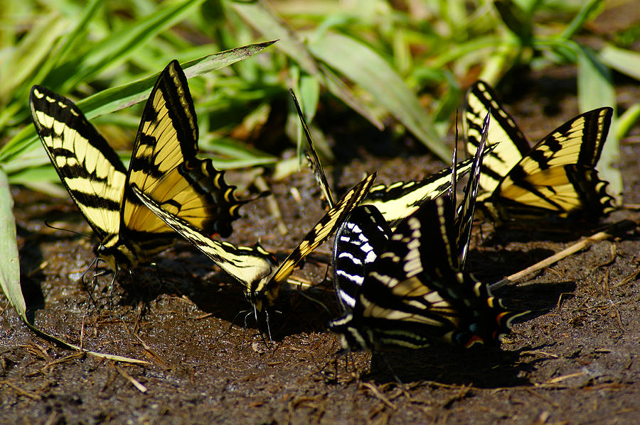 Butterfly Photo #52 Photograph by Ben Upham III