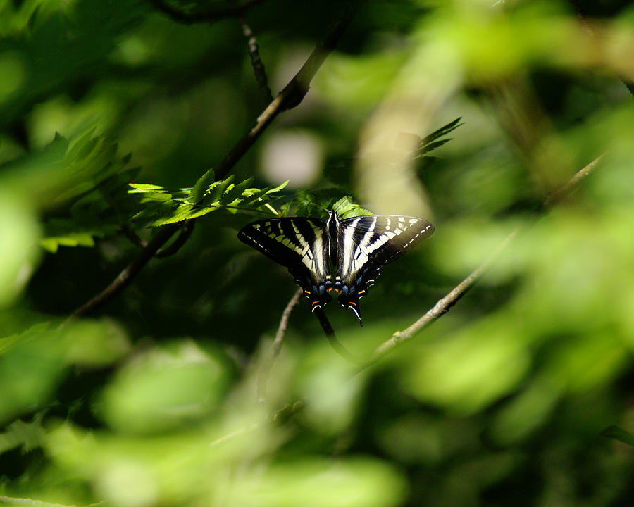 Butterfly Photo #60 Photograph by Ben Upham III