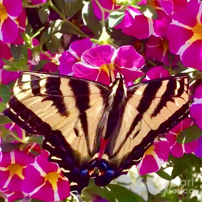 Swallowtail Butterfly PInk Photograph by Susan Garren
