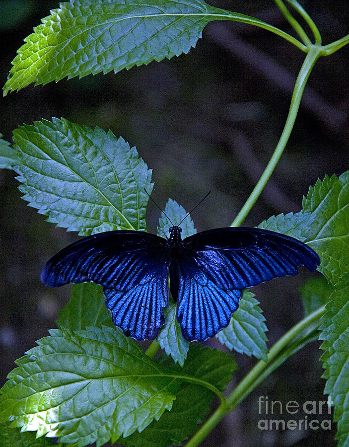 Butterfly Place Photograph by Robert Pilkington