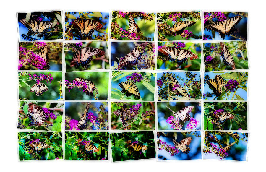 Insects Photograph - Butterfly Plethora II by Gary Adkins