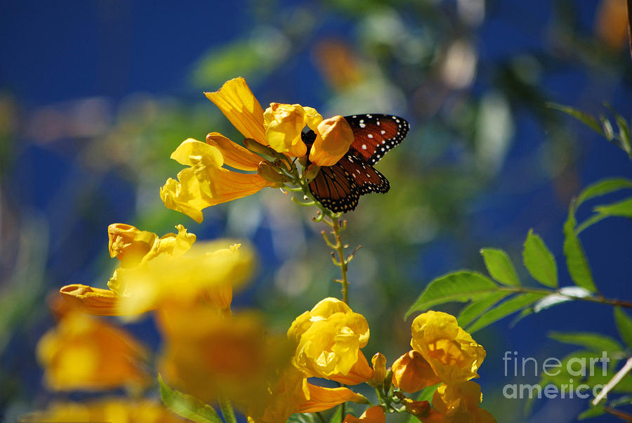Butterfly Photograph - Butterfly Pollinating Flowers  by Donna Greene