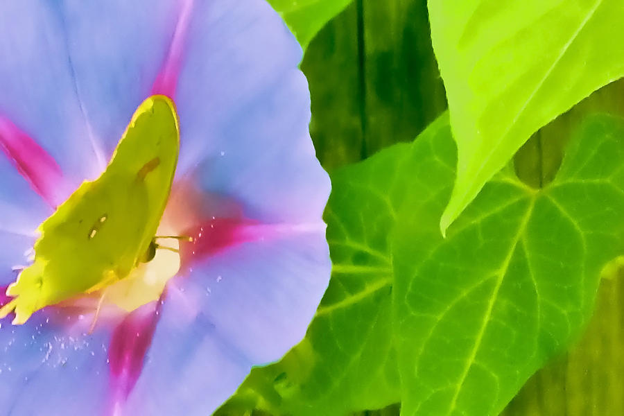 Butterfly Pollinating Morning Glory Photograph by Tony Grider