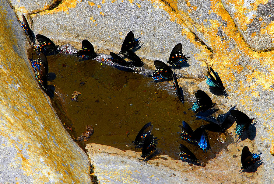 Butterfly Pool Photograph by David Lee Thompson