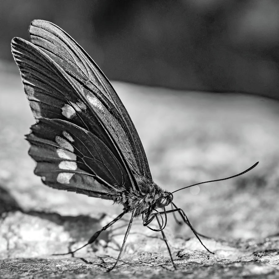 Butterfly Profile bw Photograph by Steve Harrington