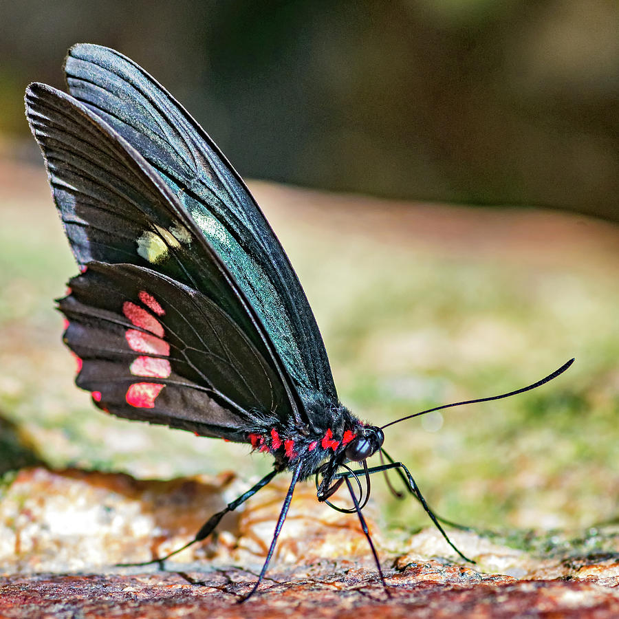 Butterfly Profile Photograph by Steve Harrington