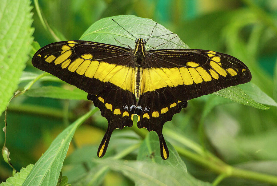 Butterfly  Protographium thyastes, Ecuador Photograph by Venetia Featherstone-Witty