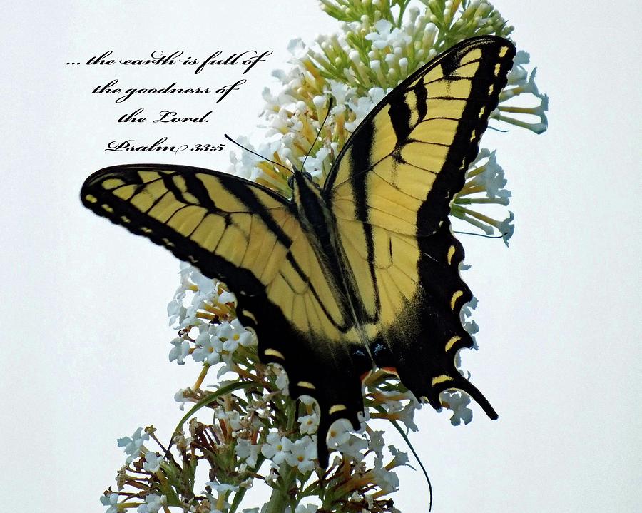 Butterfly Psalm 33 Scripture Photograph by Cindy Treger