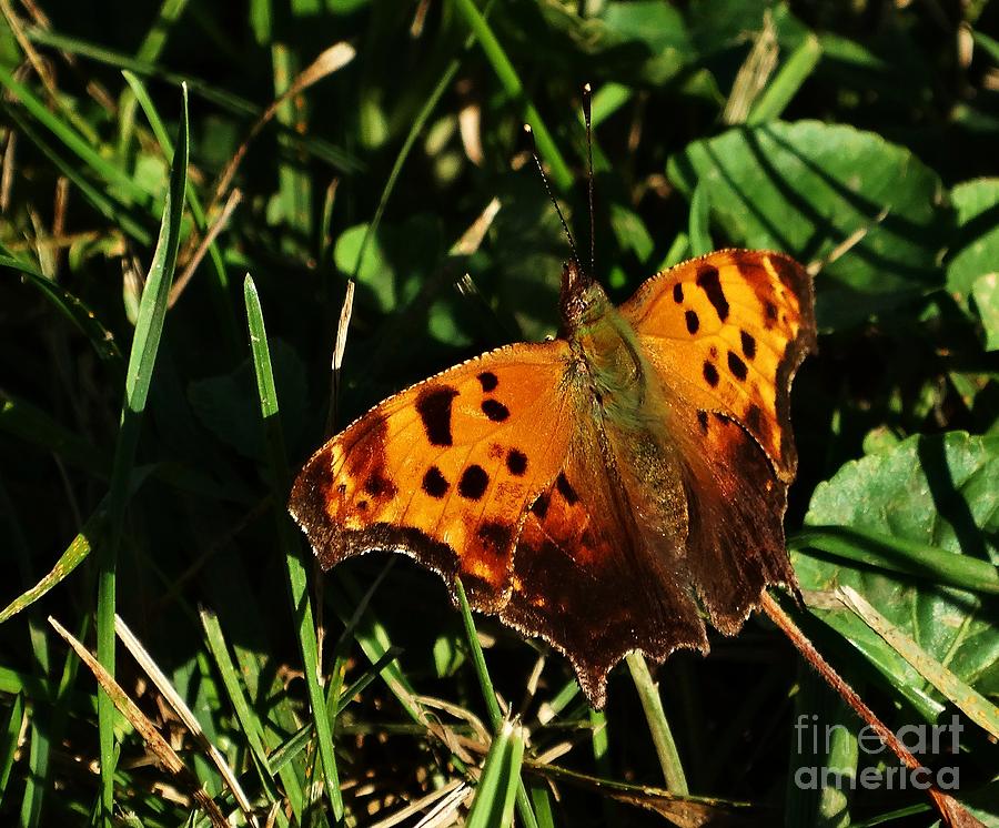 Butterfly Question Photograph by J L Zarek