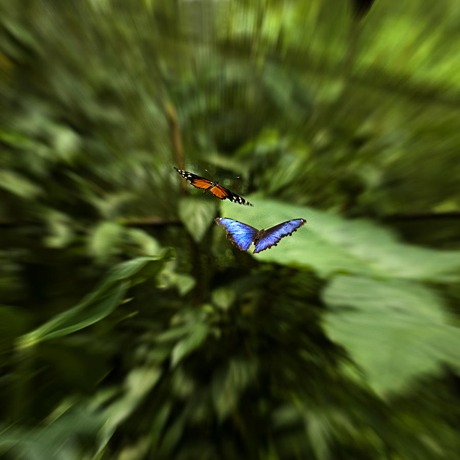 Butterfly Race Photograph by Patricia Bolgosano