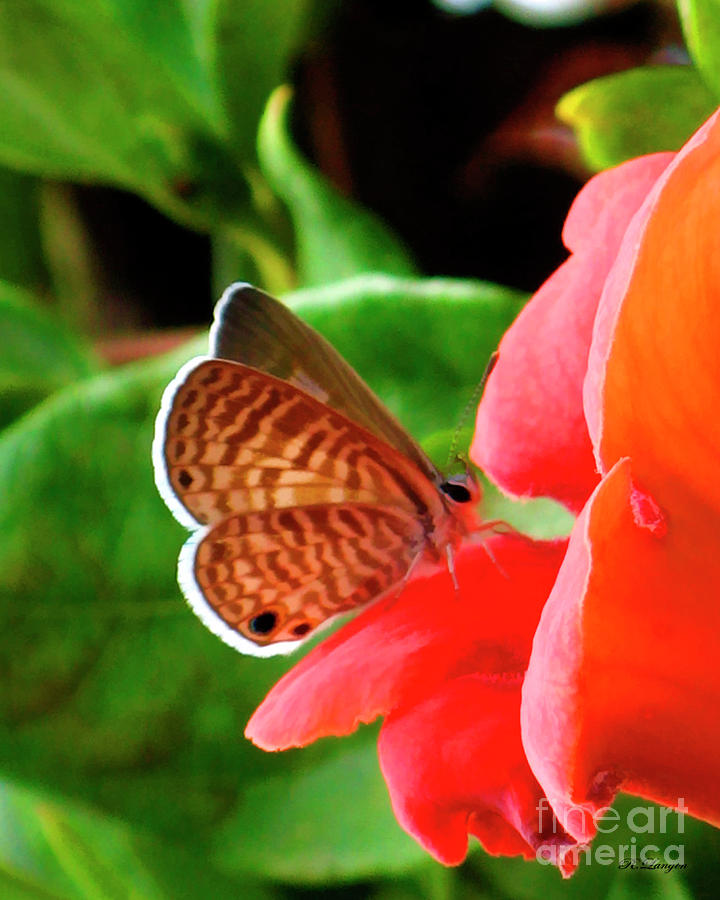 Butterfly Photograph by Rebecca Langen
