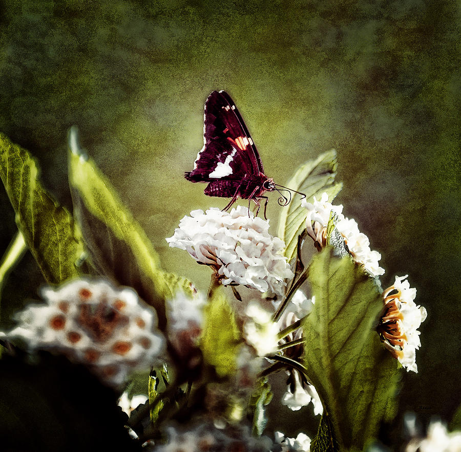 Butterfly Photograph by Reese Lewis