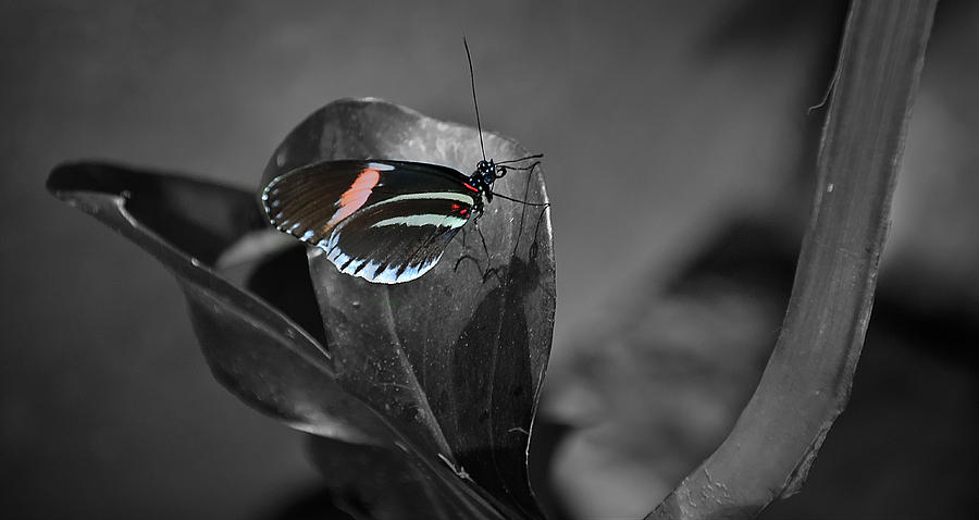 Butterfly Reflections Photograph by Deborah Klubertanz