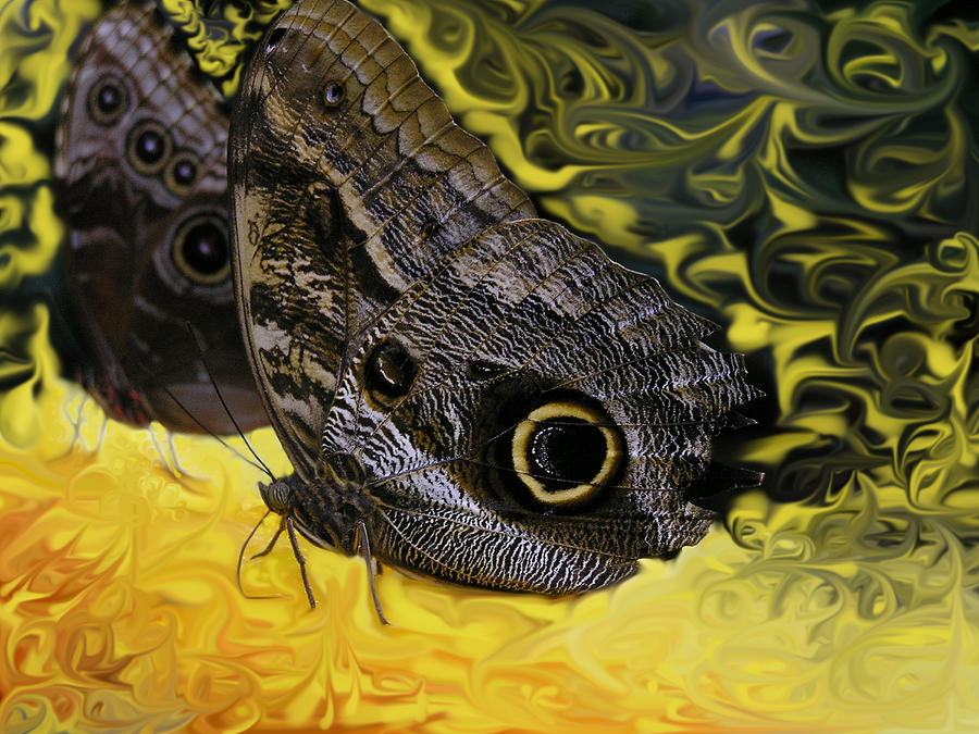 Butterfly Reflections Photograph by Louise Magno