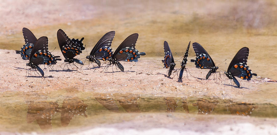 Butterfly Reflections Photograph by Melinda Fawver