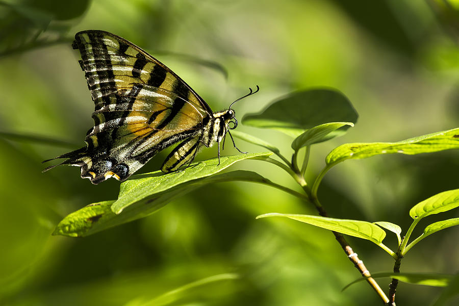 Butterfly Resting Photograph by Belinda Greb