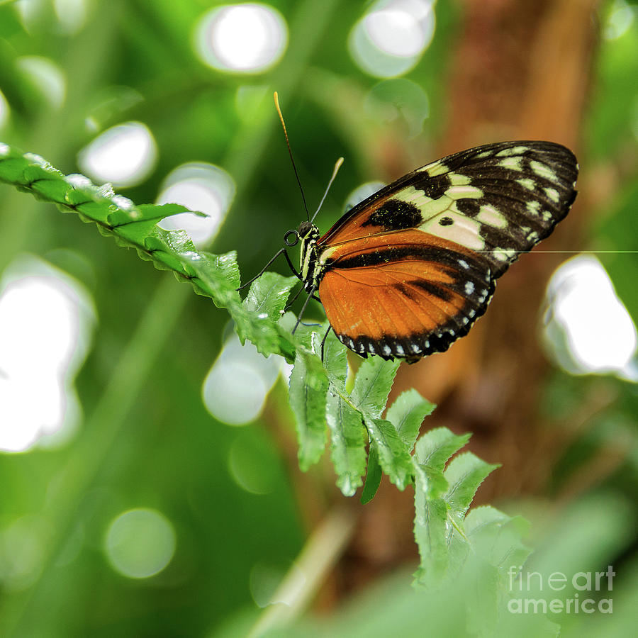 Butterfly Resting Photograph