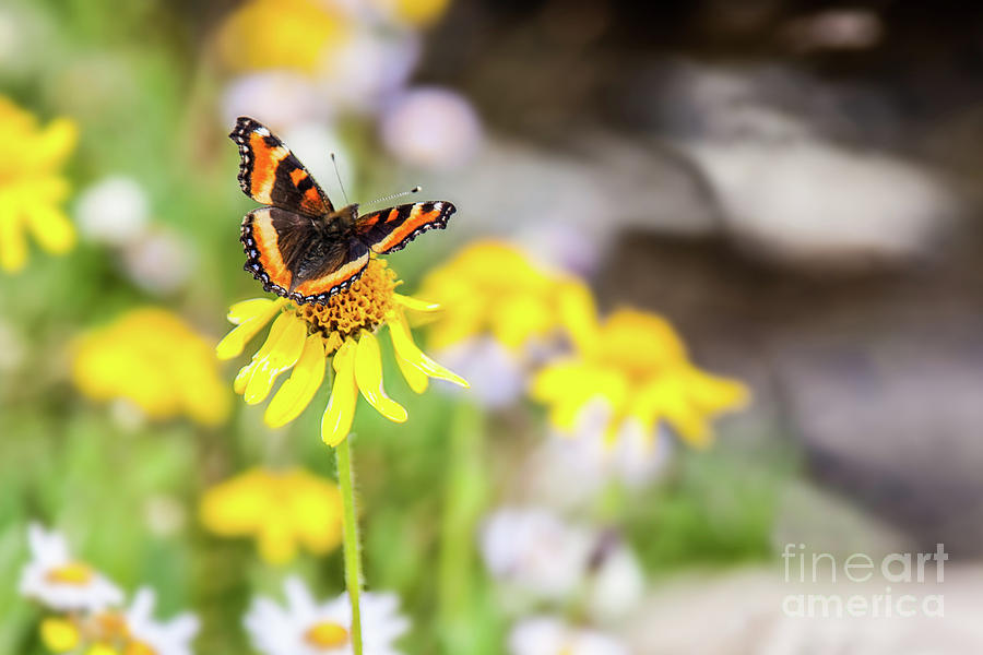 Butterfly Resting on a Flower Photograph by Bret Barton