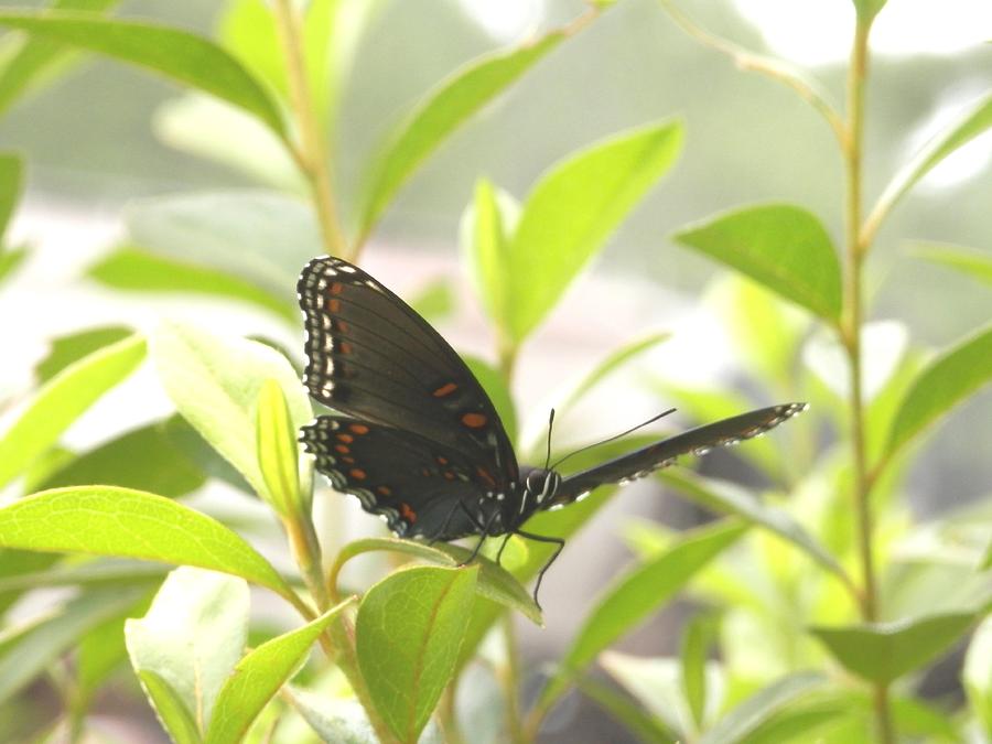 Butterfly Resting on Green Photograph by Belinda Lee