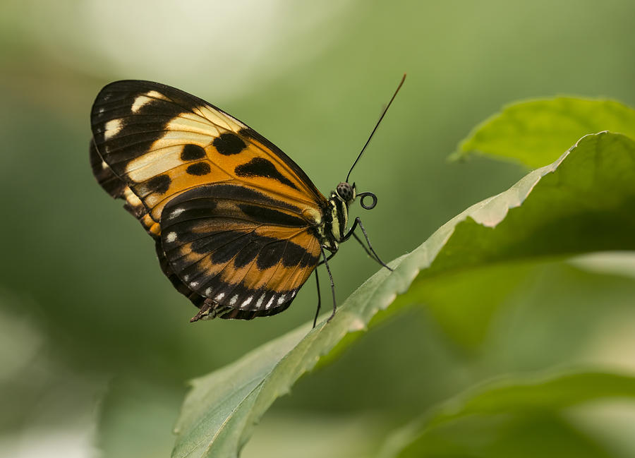 Butterfly resting on the leaf Photograph by Jaroslaw Blaminsky
