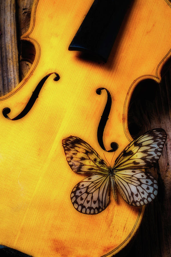 Butterfly Resting On Violin Photograph by Garry Gay