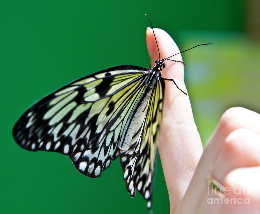Butterfly Rice paper - Rice dragon Photograph by Irina Afonskaya