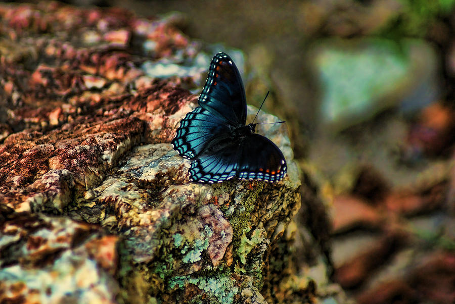 Insects Photograph - Butterfly Rock by Rick Friedle