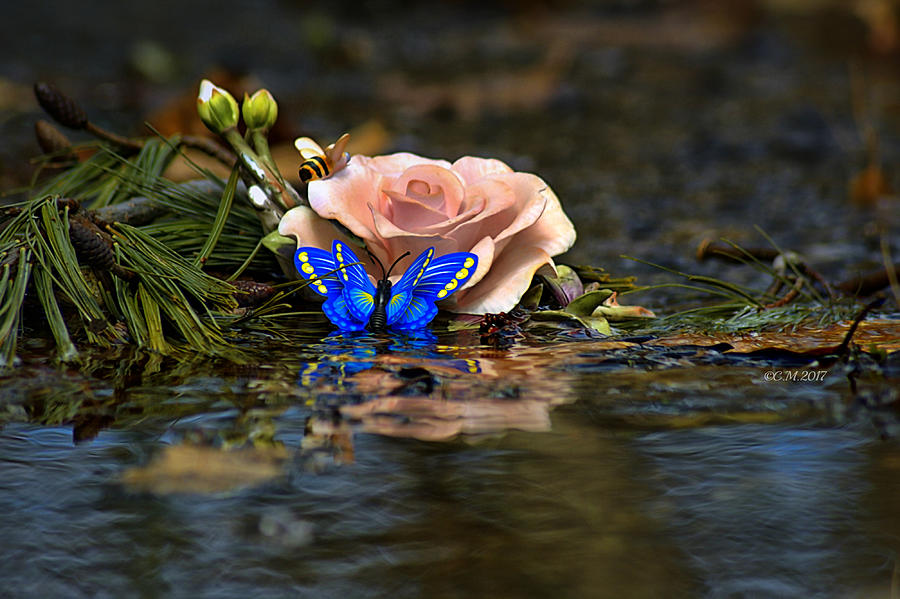 Butterfly Rose Photograph