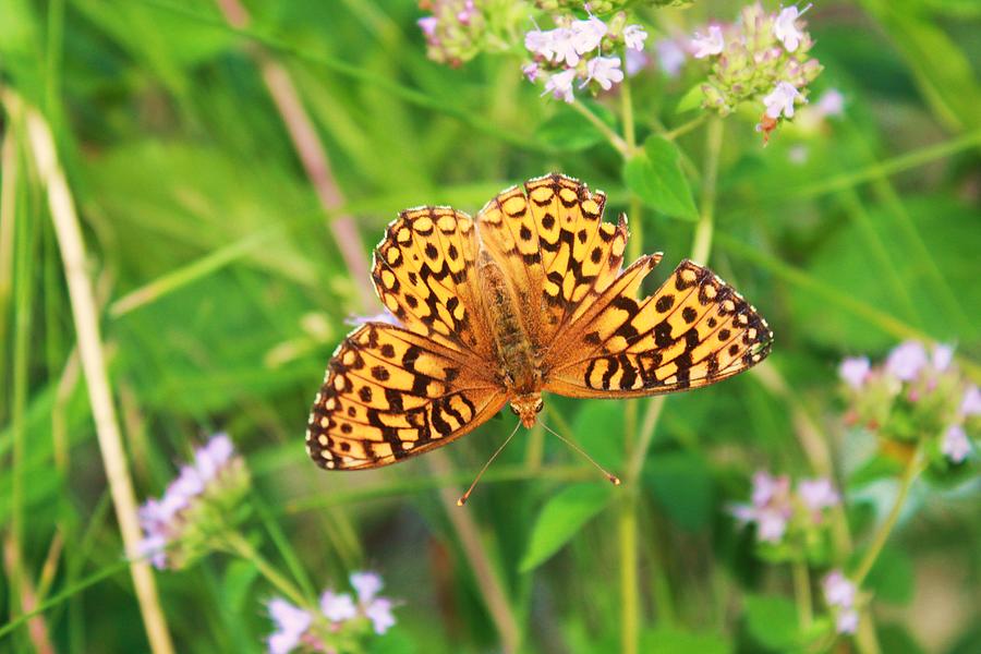 Butterfly Photograph by Roxanne Basford - Fine Art America