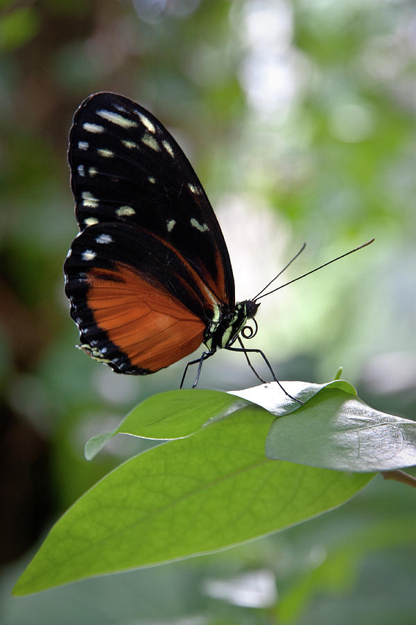 Butterfly Royalty Photograph