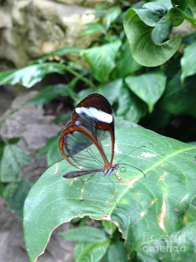 Butterfly Photograph - Butterfly by Rupali Kumbhani