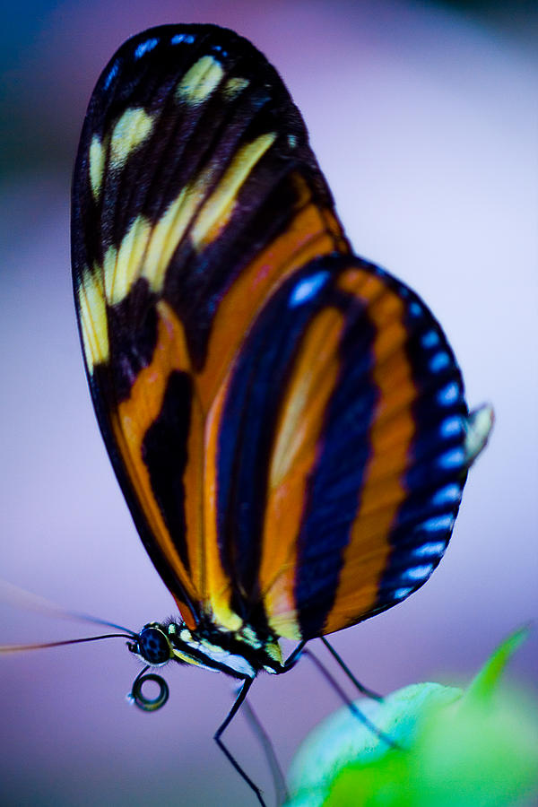 Butterfly Photograph by Ryan Heffron