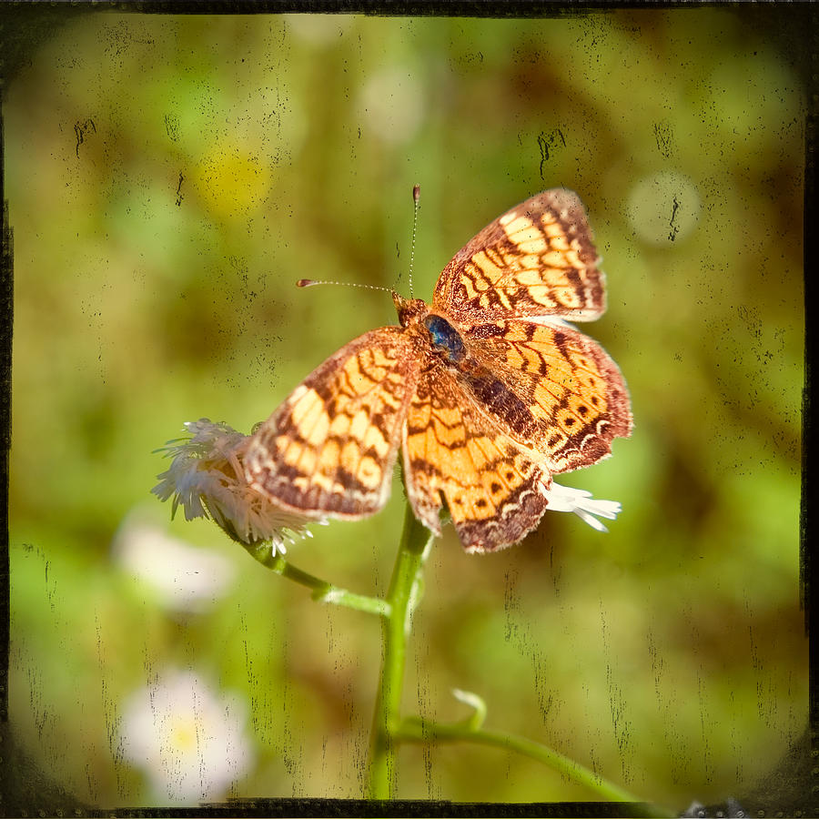 Butterfly Photograph - Butterfly by Sandy Belk