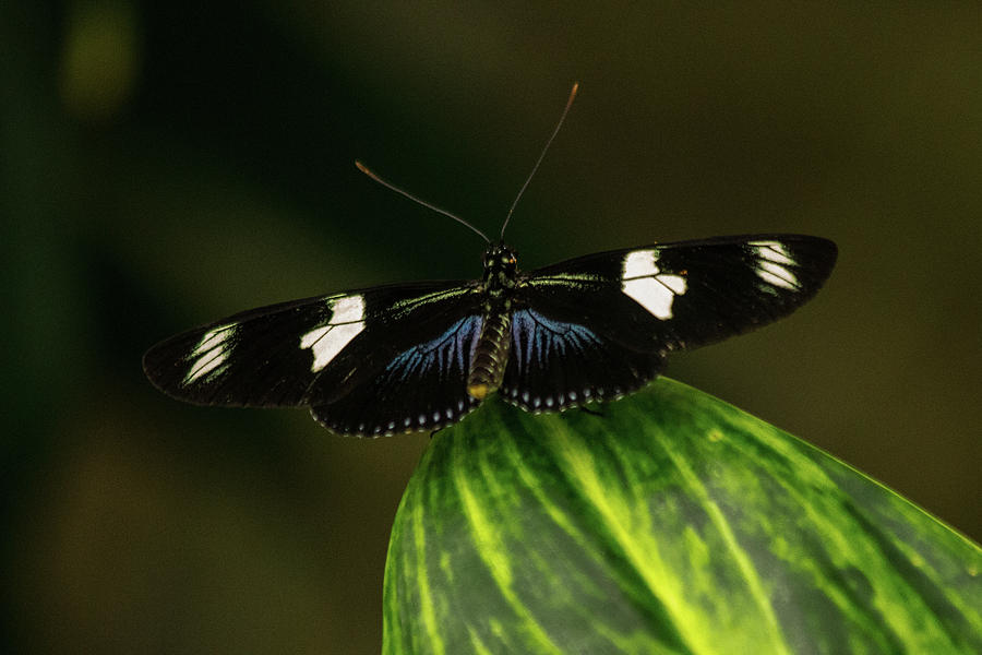 Butterfly Sara Longwing Photograph by Jeff Townsend