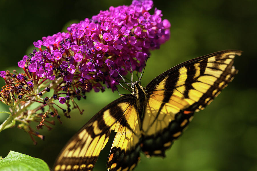 Butterfly Season Photograph