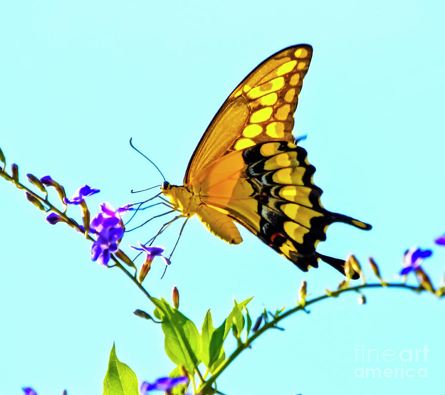 Butterfly Series 20 Photograph By Edita De Lima Fine Art America