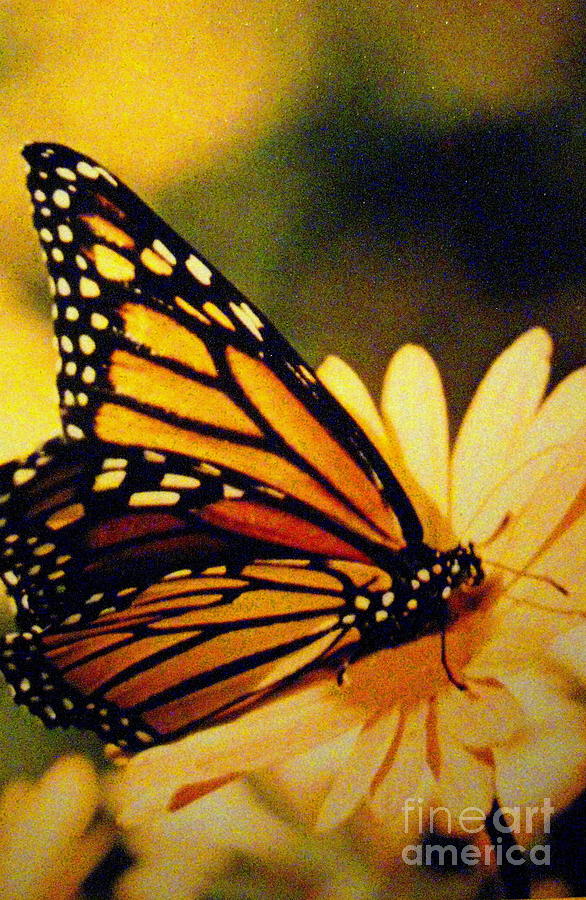 Butterfly Photograph - Butterfly by Shasta Eone